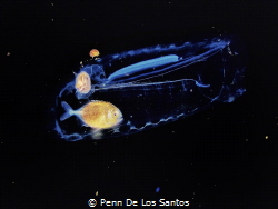 Drift fish in Salp by Penn De Los Santos 
